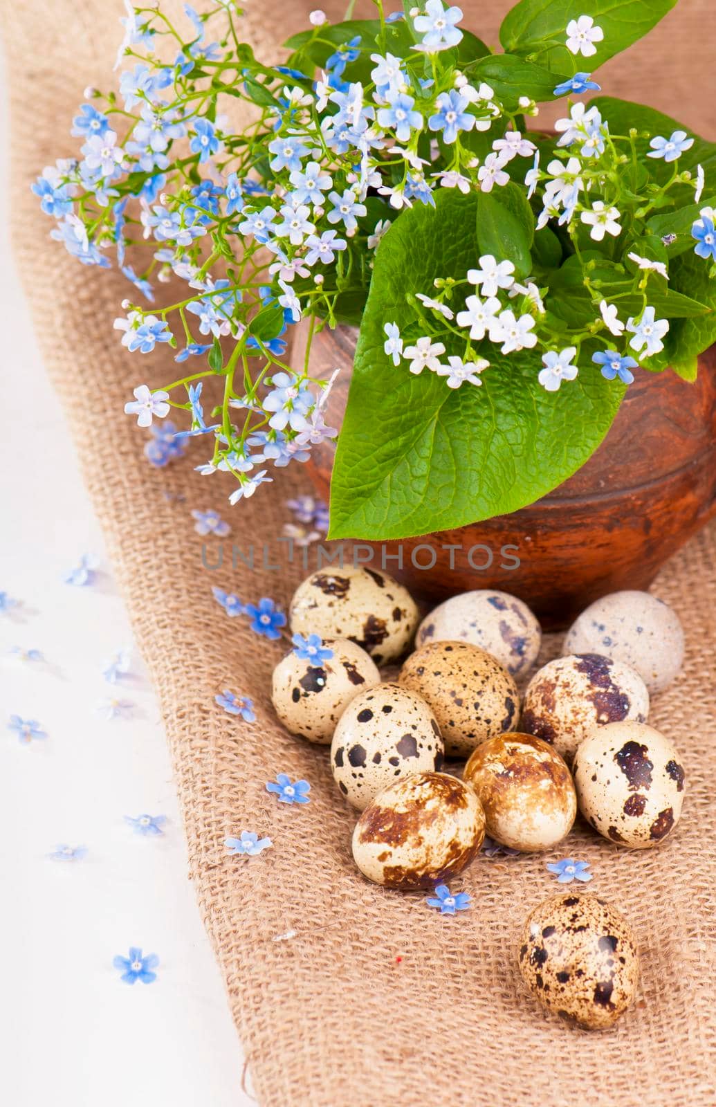 Nest with quail eggs on a canvas on a white background