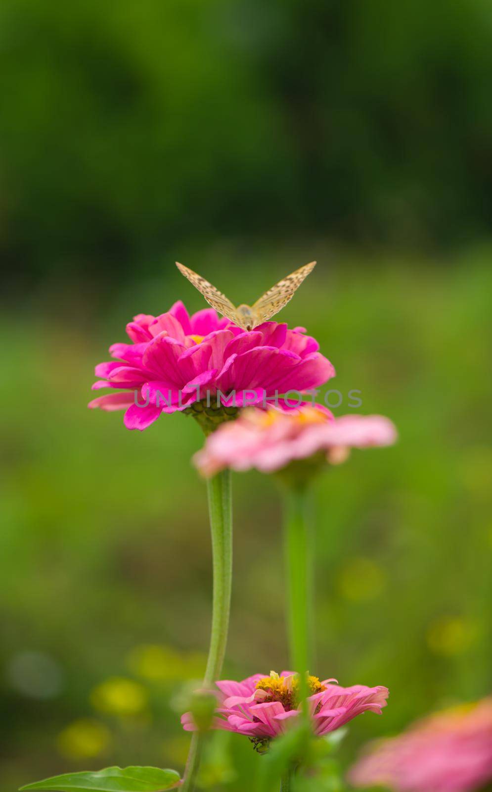 Closed up Butterfly on flower -Blur flower background. by aprilphoto