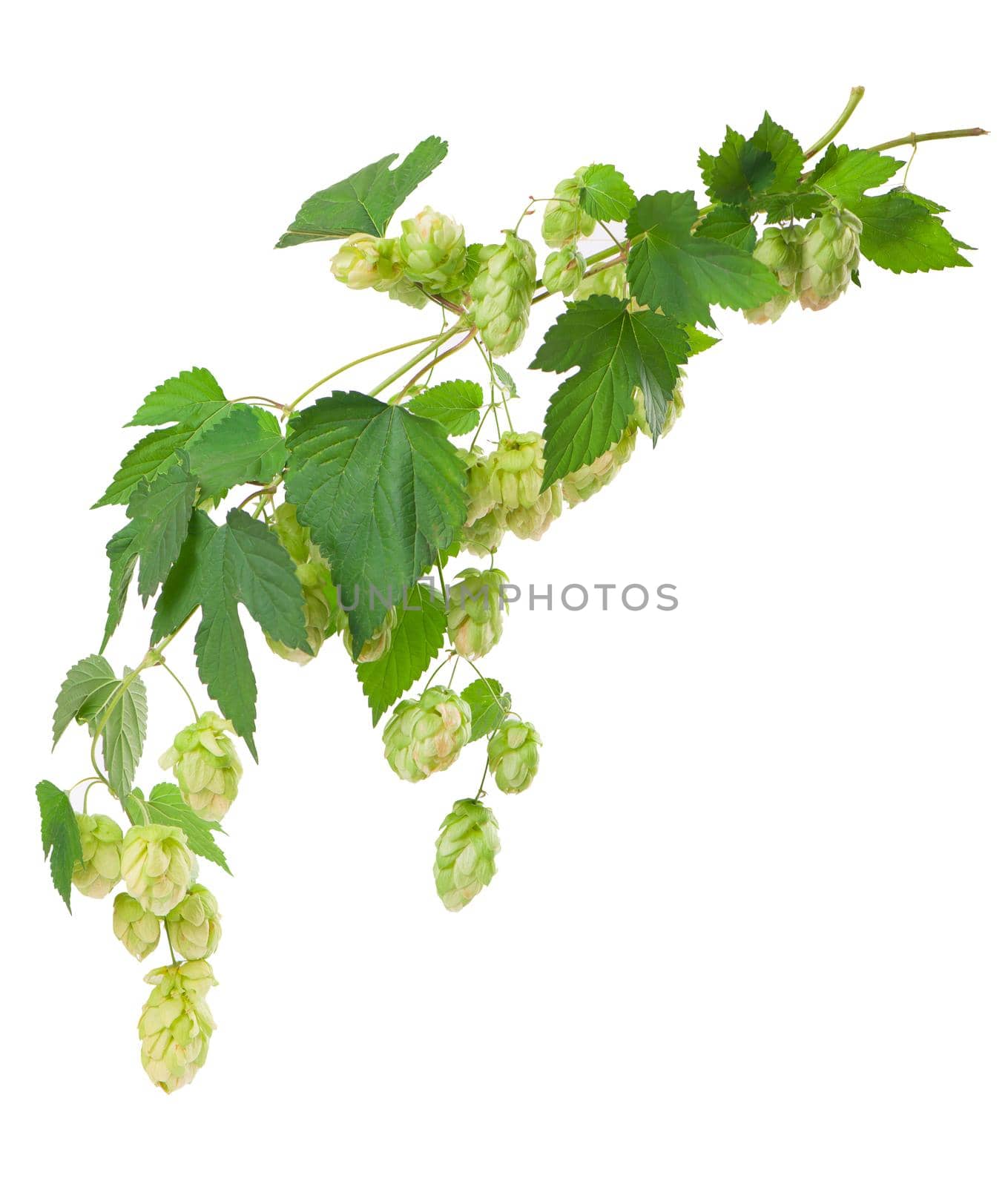 Fresh green hop branch, isolated on a white background. Hop cones for making beer and bread. Close up