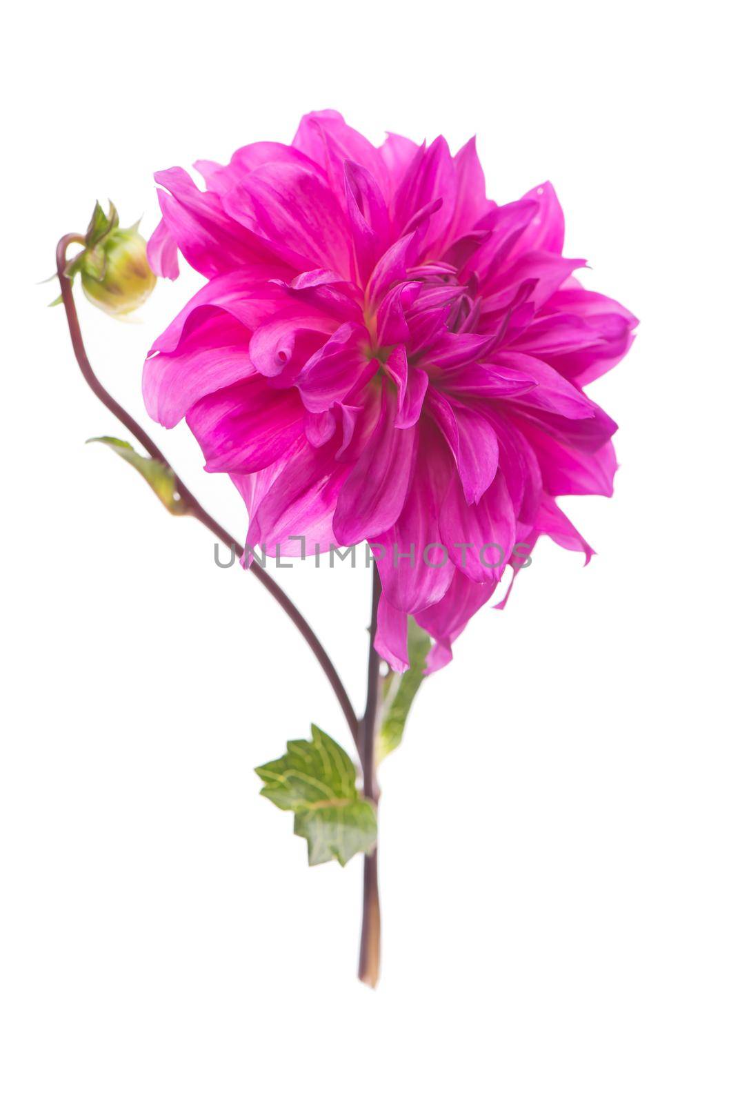 Red, white, yellow dahlia august colorful background. View of multicolor dahlia flowers. Beautiful dahlia flowers on green background. Summer flowers is genus of plants in sunflower family Asteracea