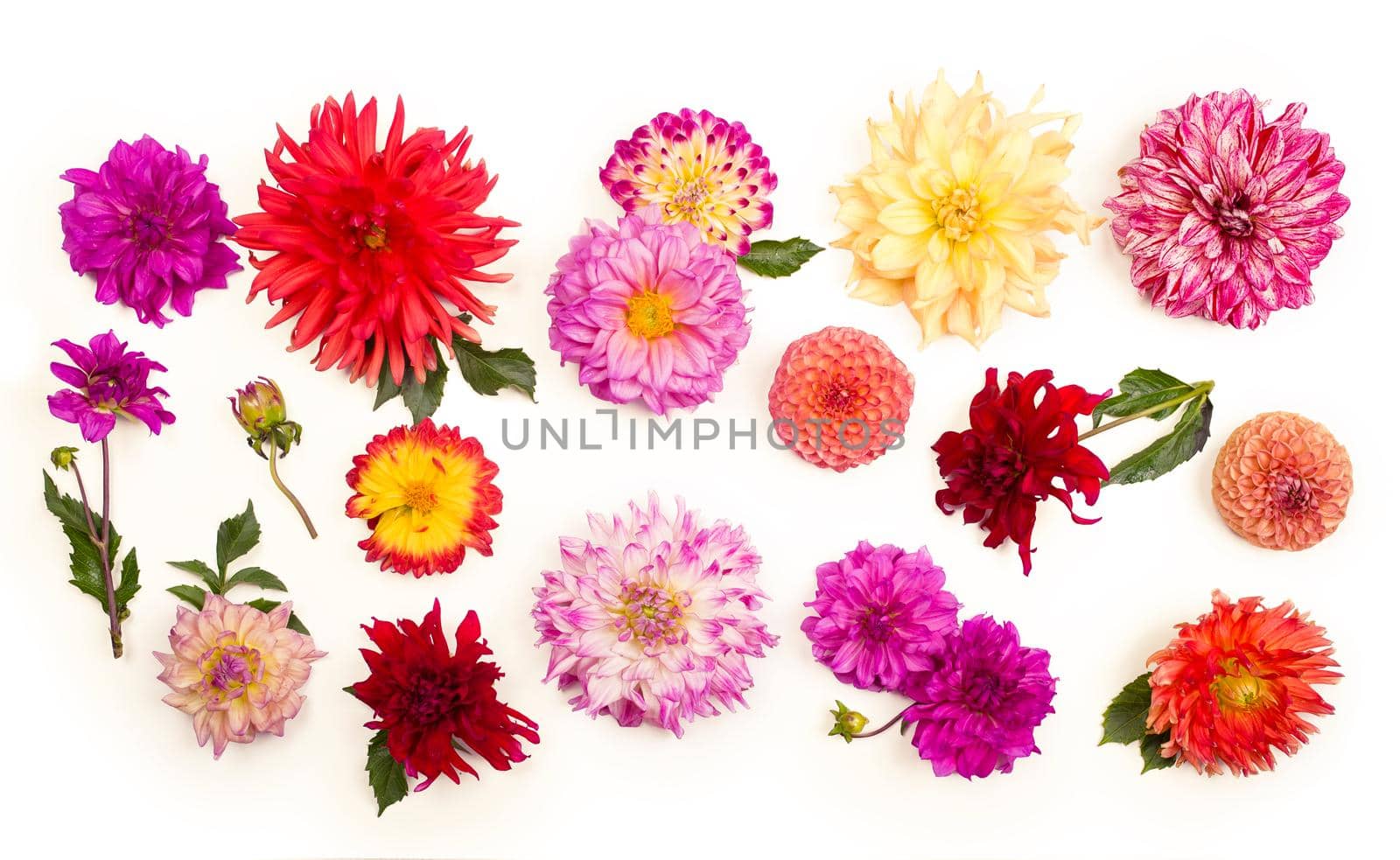 Deautiful flower of pink dahlia isolated on a white background by aprilphoto