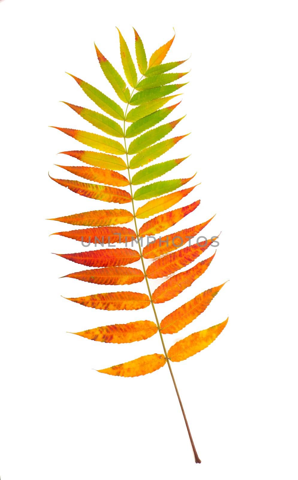 Single bright multi-colored leaf of ashberry painted in a palette of autumn colors, close-up, isolated on a white background by aprilphoto