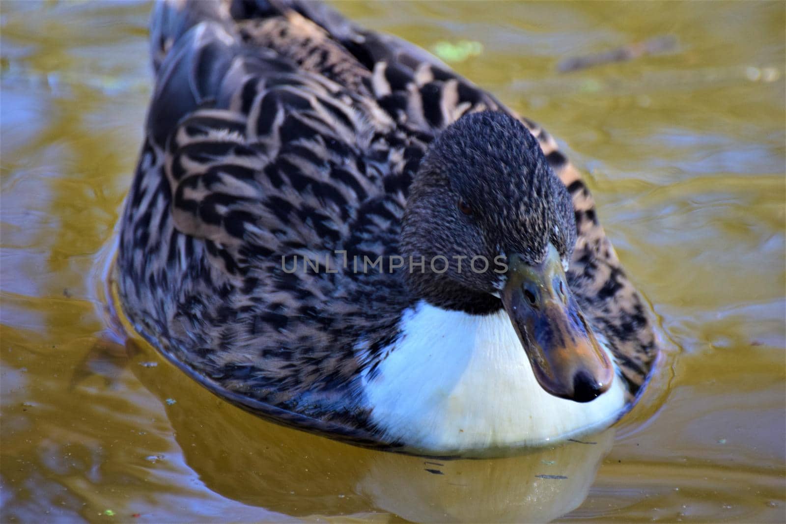 Close up of a female mallard duck swimming on a lake by Luise123