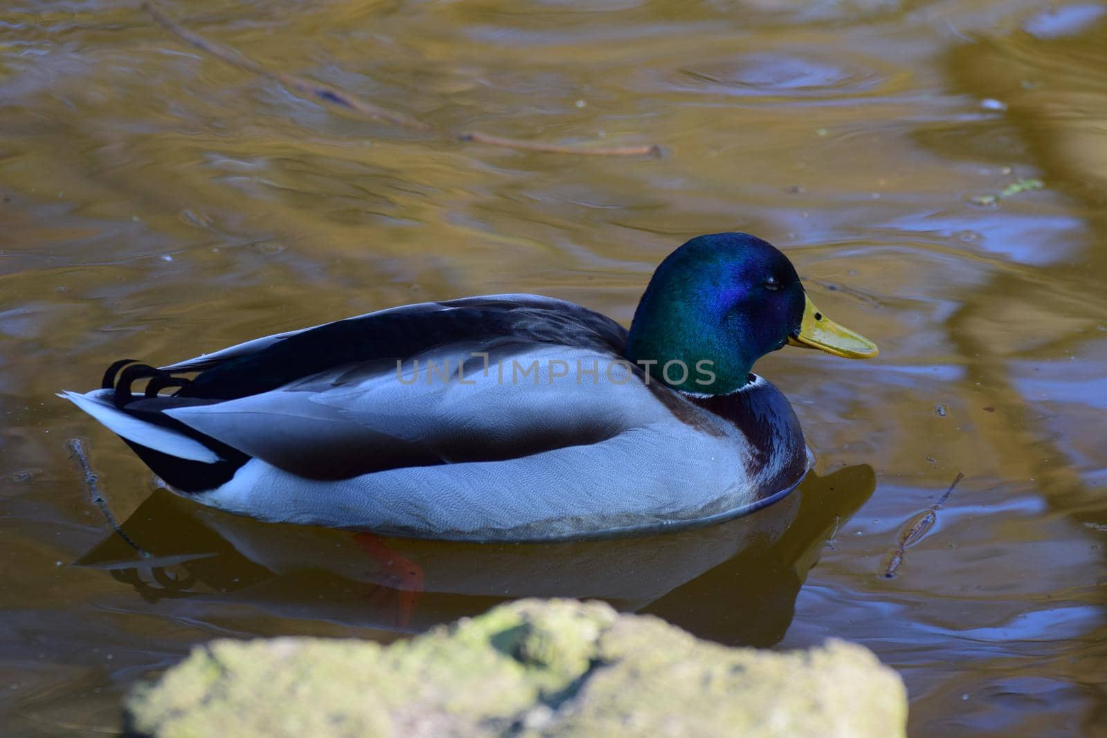 A male mallard duck swims on a lake