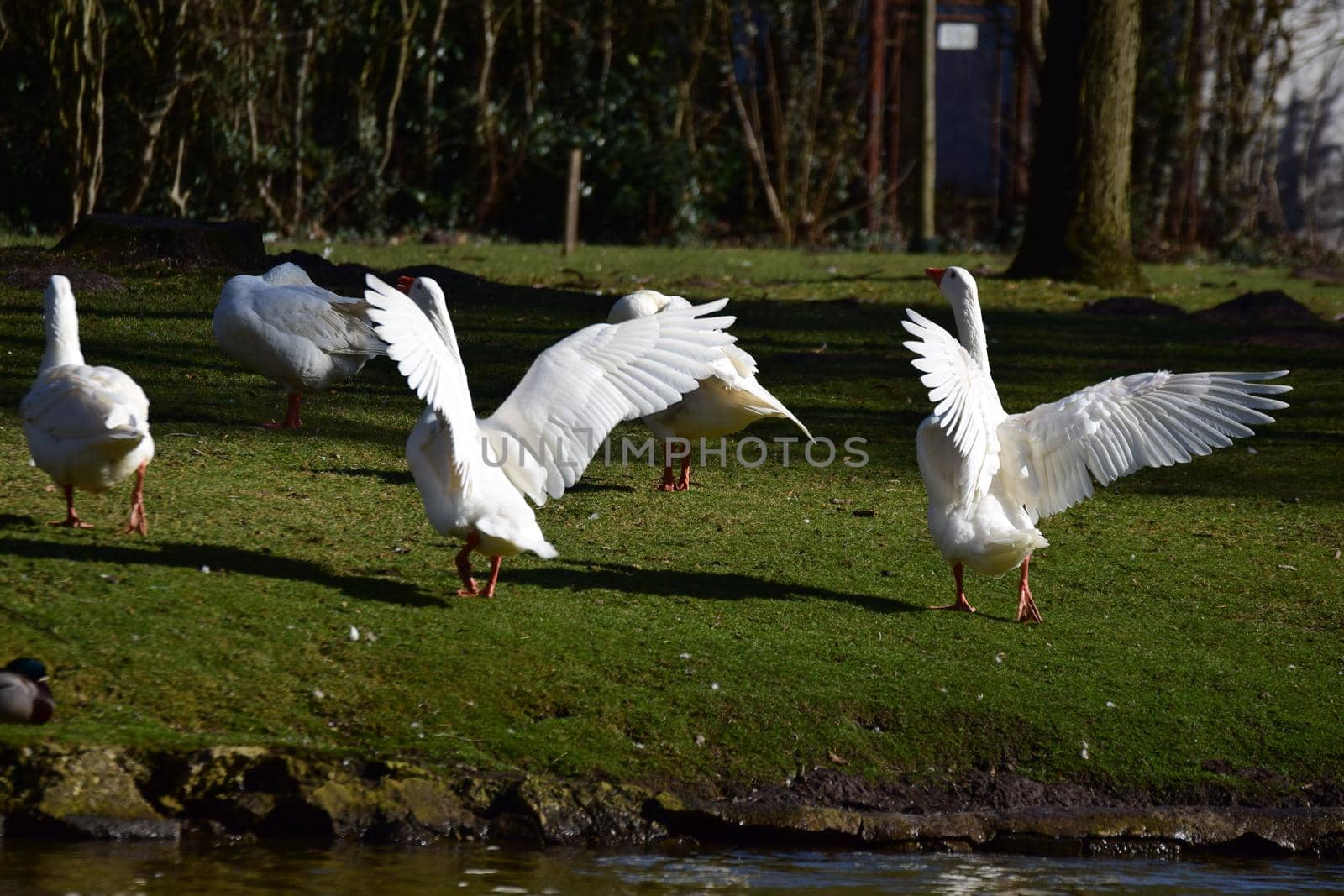 Two white geese are standing on the lawn spread her plumage by Luise123