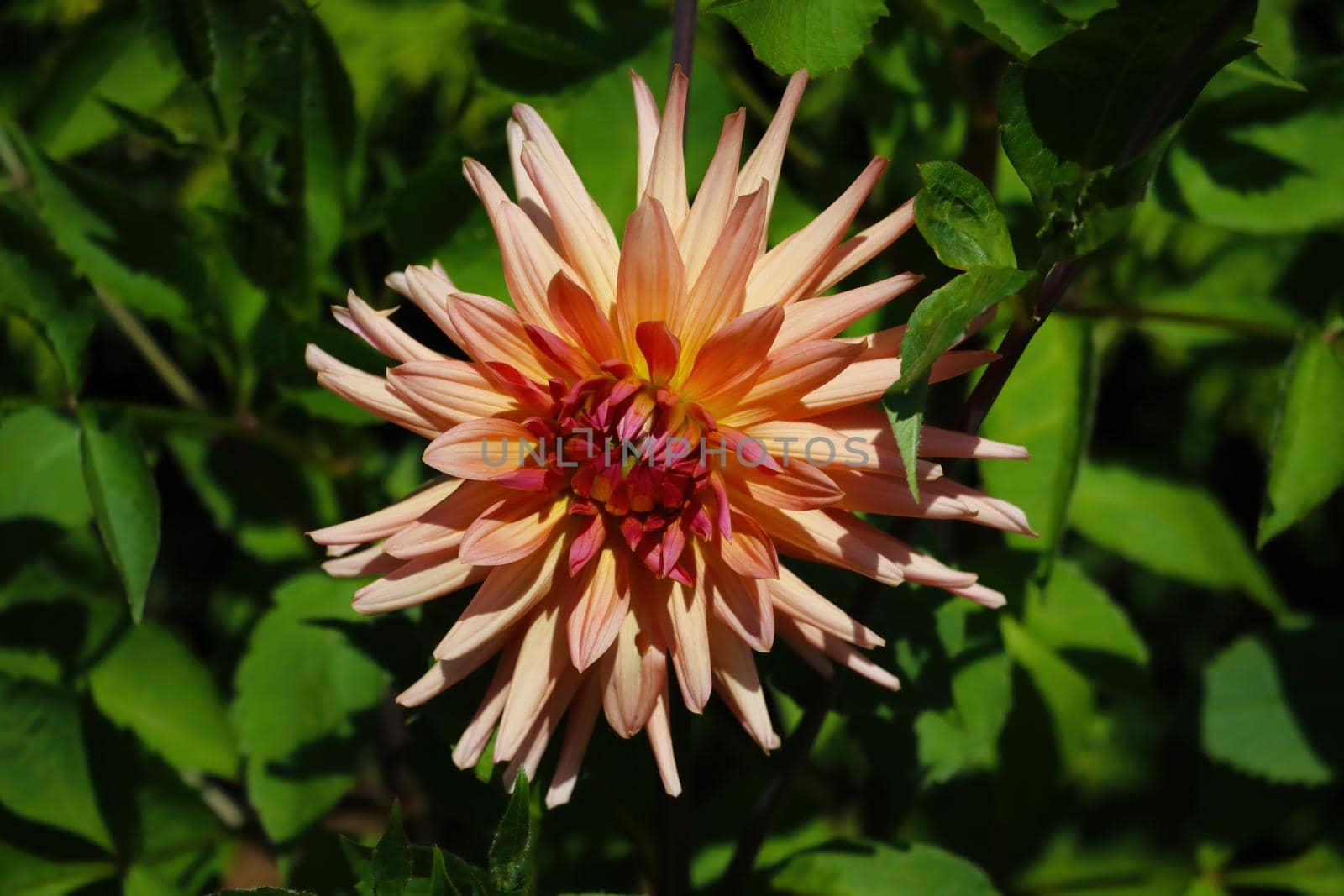 Bud Dahlia flower close up in the garden
