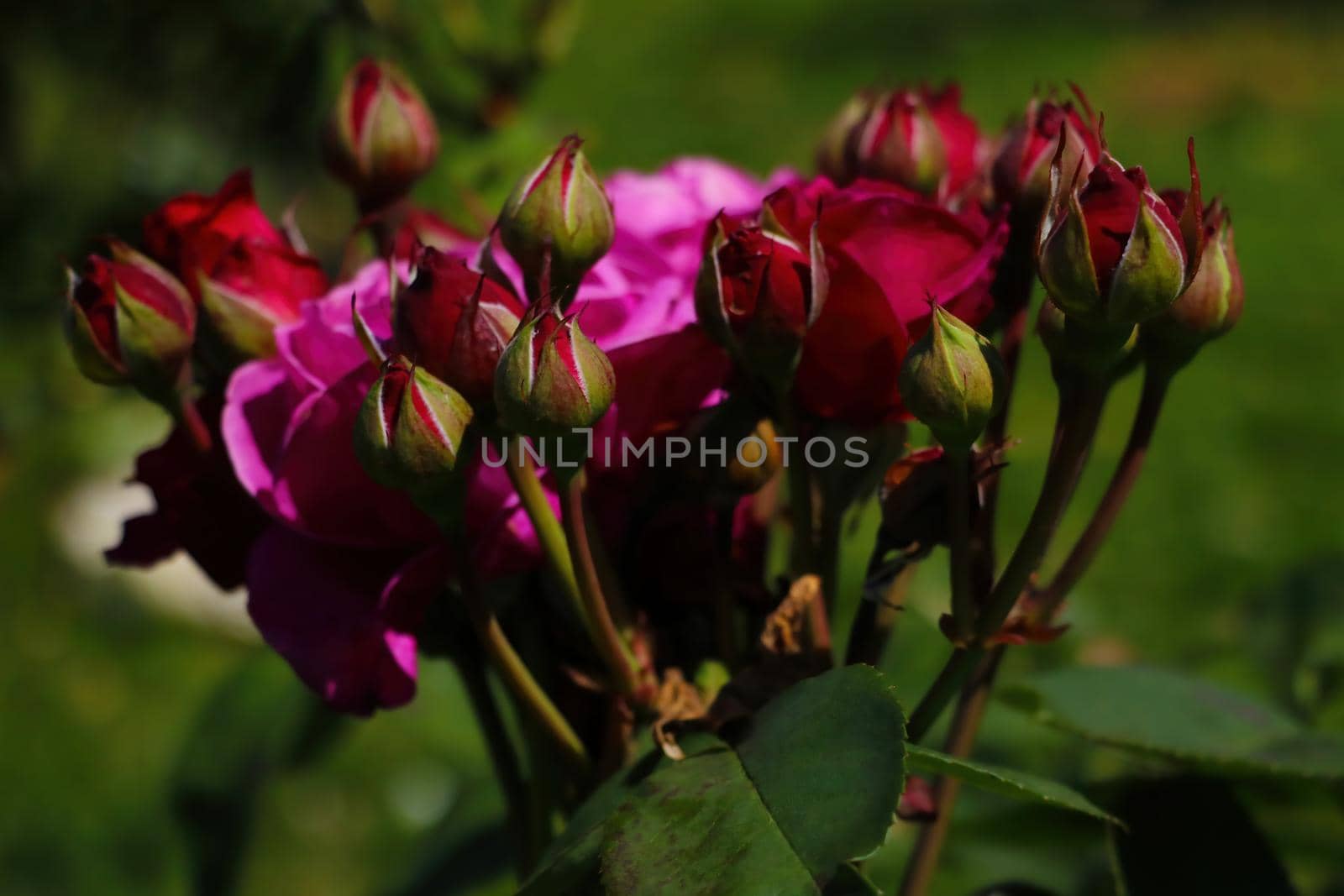 Dark red rose blooms in spring in the park. by kip02kas