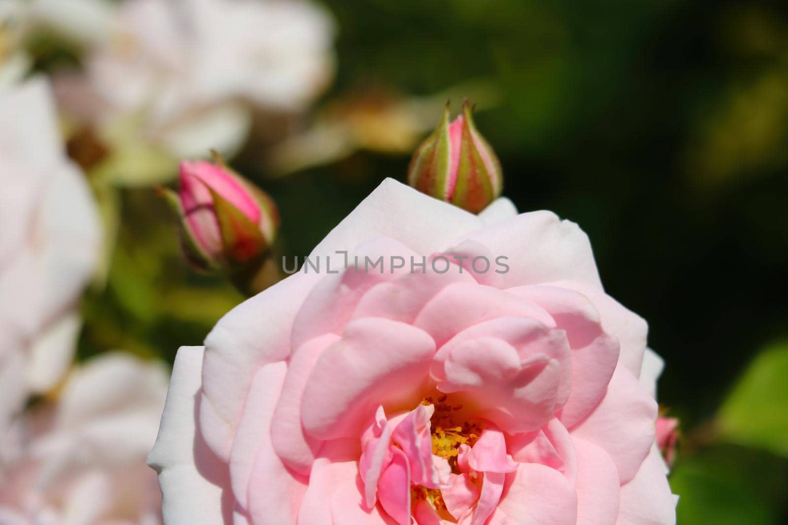 Blooming roses in the garden. The awakening of nature in spring after winter. by kip02kas