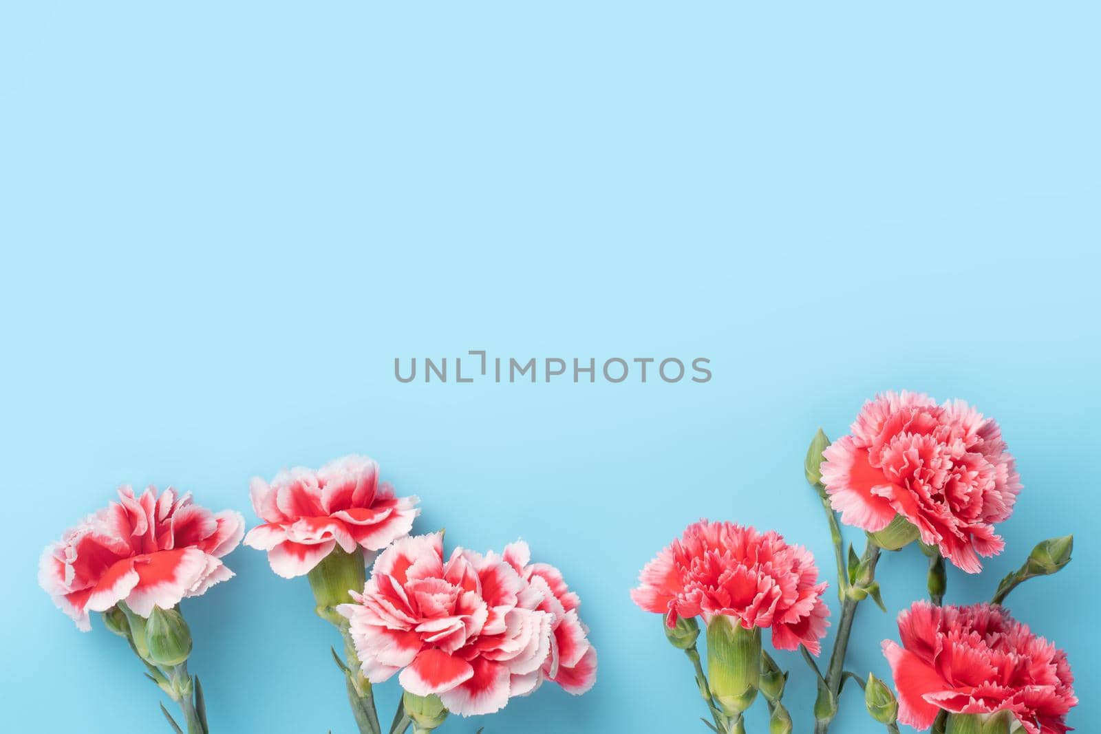Concept of Mother's day holiday greeting gift design with carnation bouquet on bright blue table background