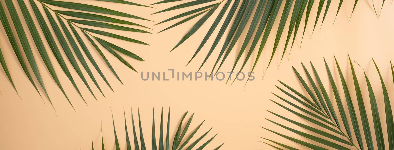 Top view of tropical palm leaves branch isolated on bright orange background with copy space.