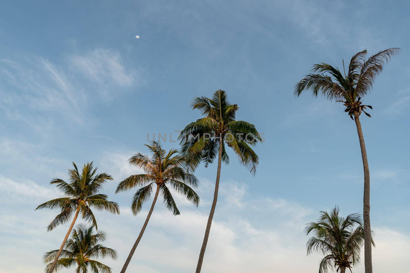 Group of coconut palm trees and blue sky. by sirawit99