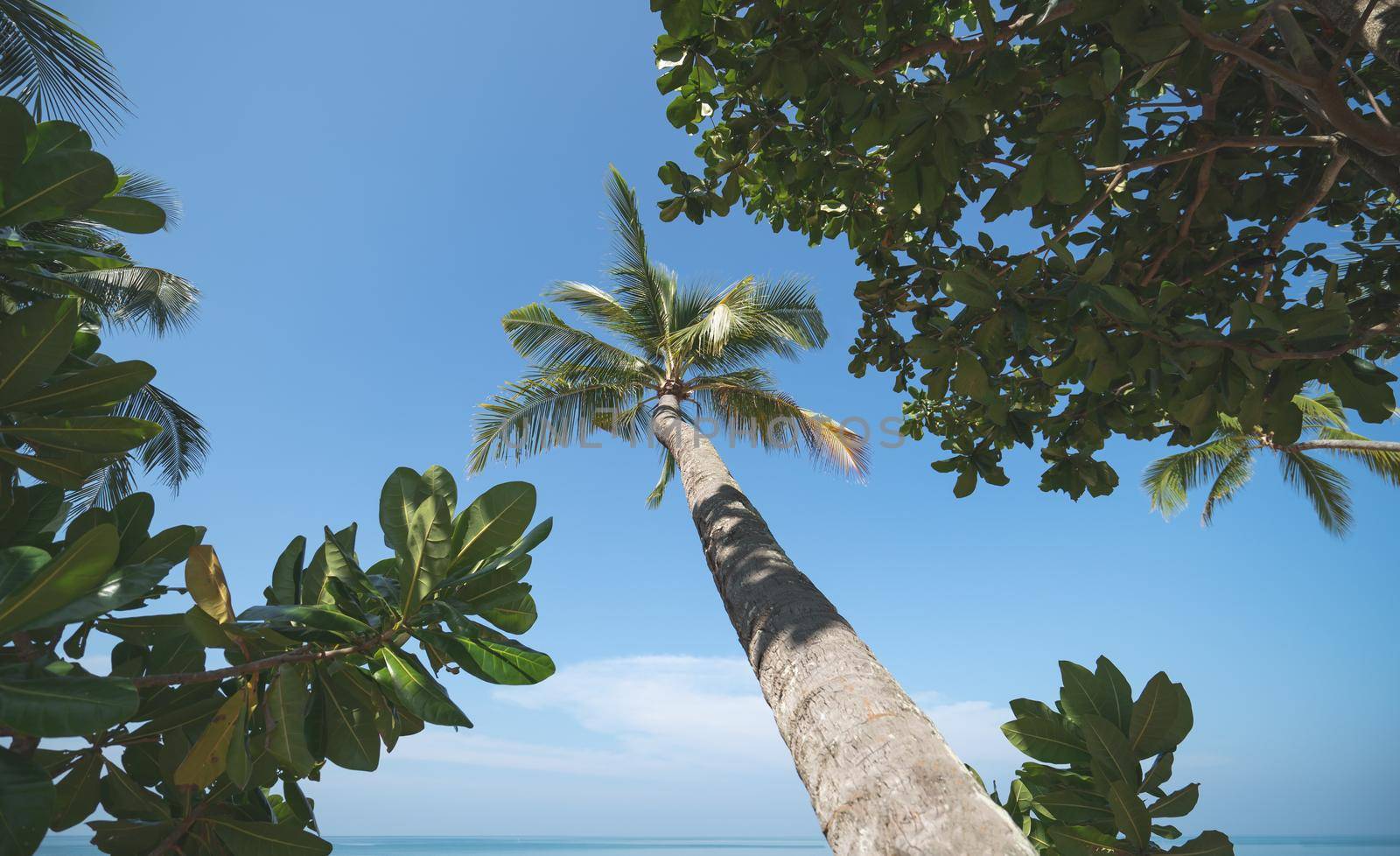 Coconut Palm tree on the beach with blue sky.