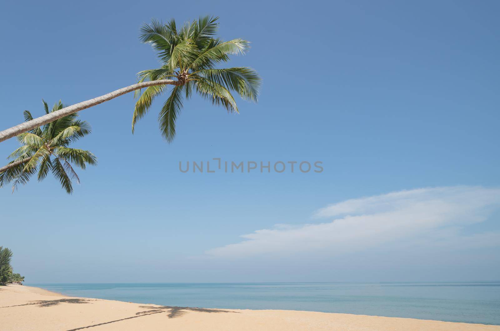 Coconut Palm tree on the sandy beach with blue sky. by sirawit99