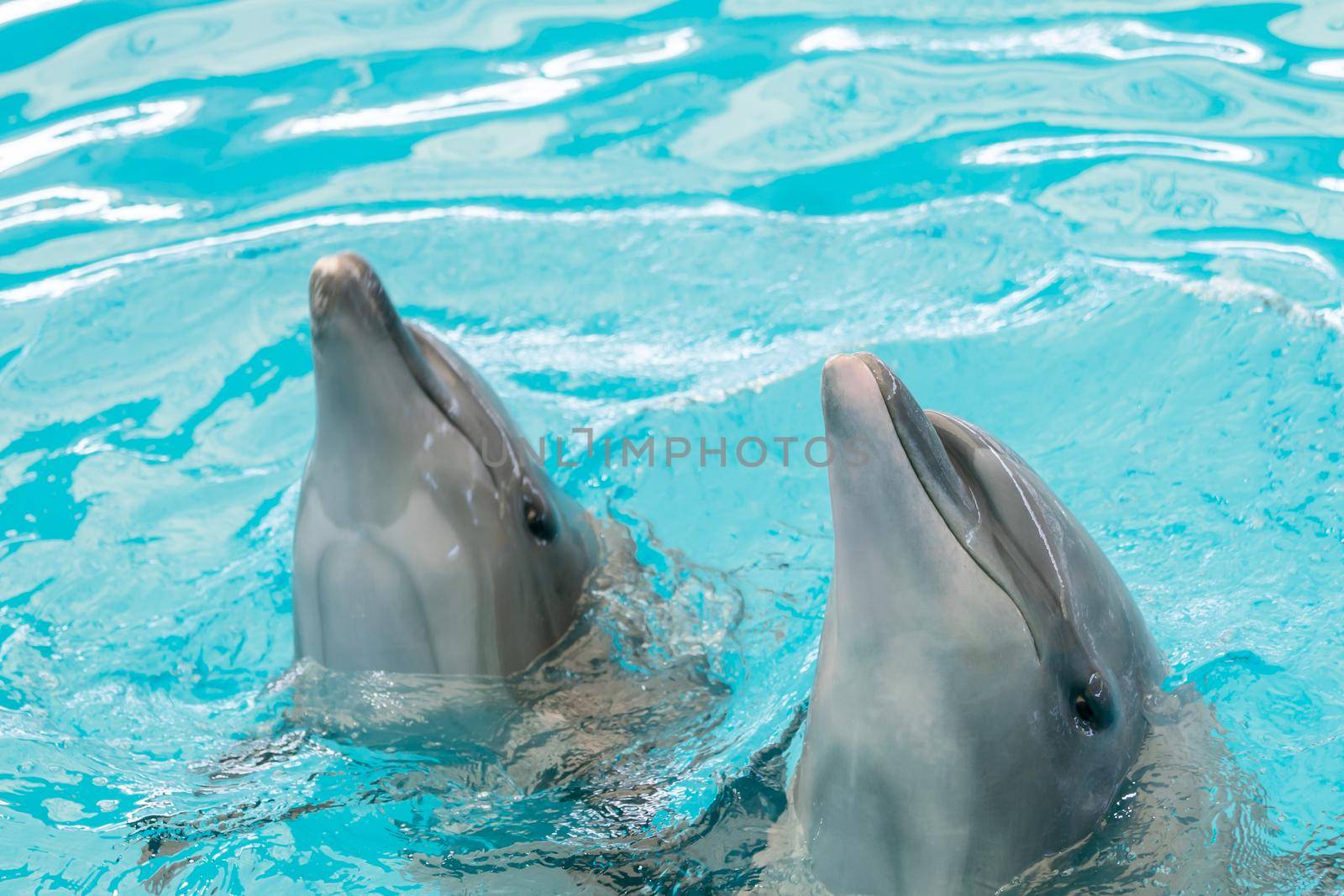 Happy smiling dolphin playing in blue water in aquarium.