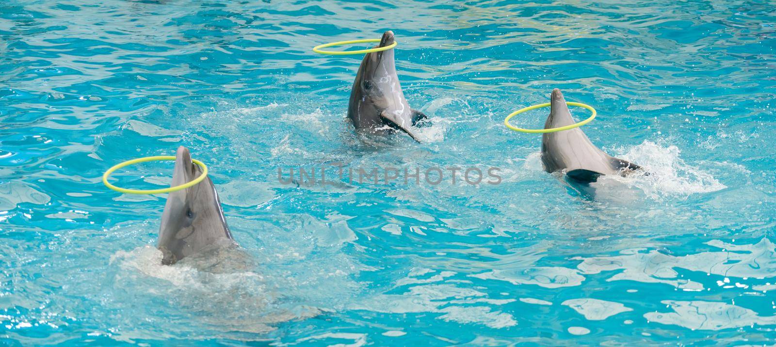 Dolphin spinning hoop in the pool, Dolphins show presentation in blue water in aquarium. by sirawit99