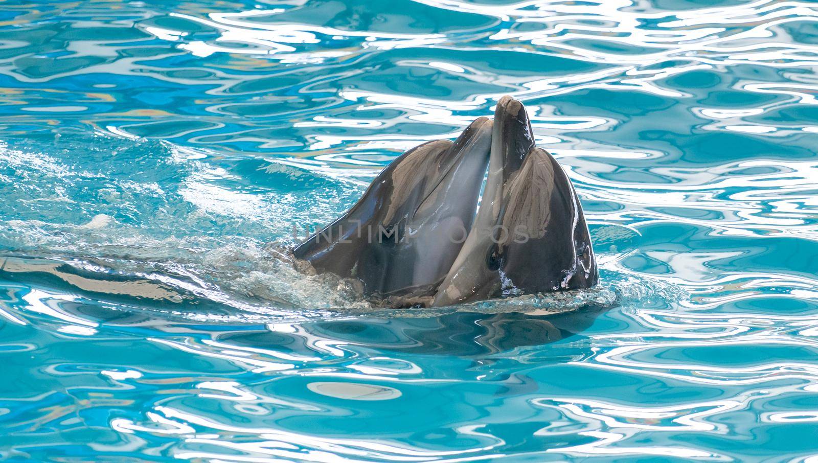 Couple Happy smiling dolphin playing in blue water in aquarium. by sirawit99