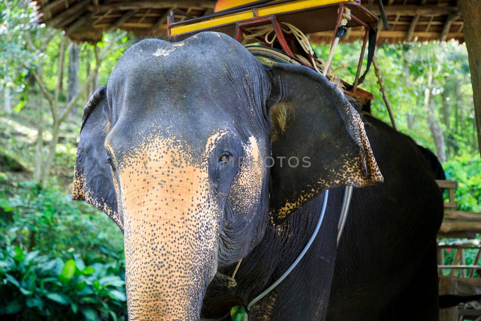 Large Thai elephants with tourist spots on their backs for riding by Yurich32