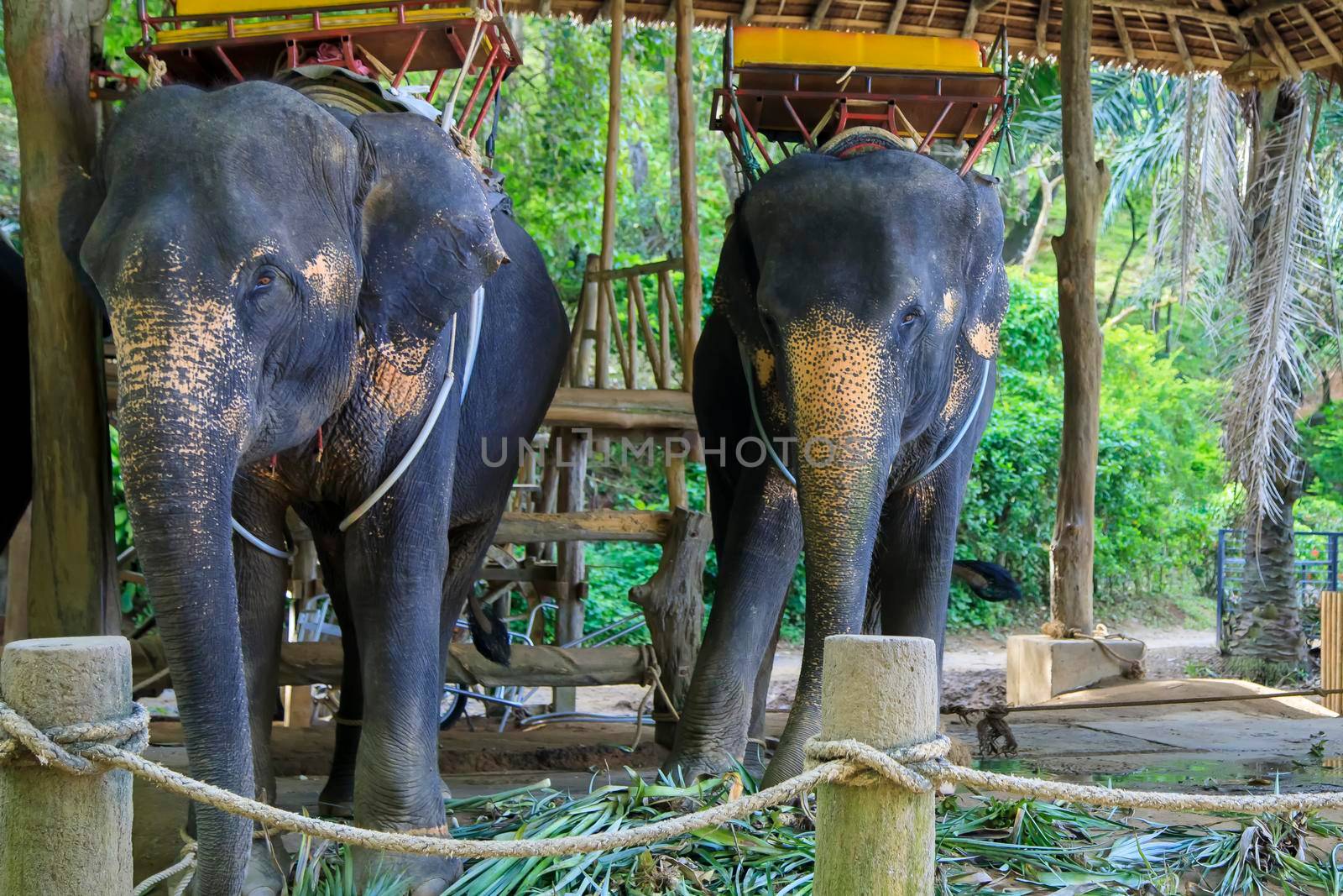 Large Thai elephants with tourist spots on their backs for riding. Summer