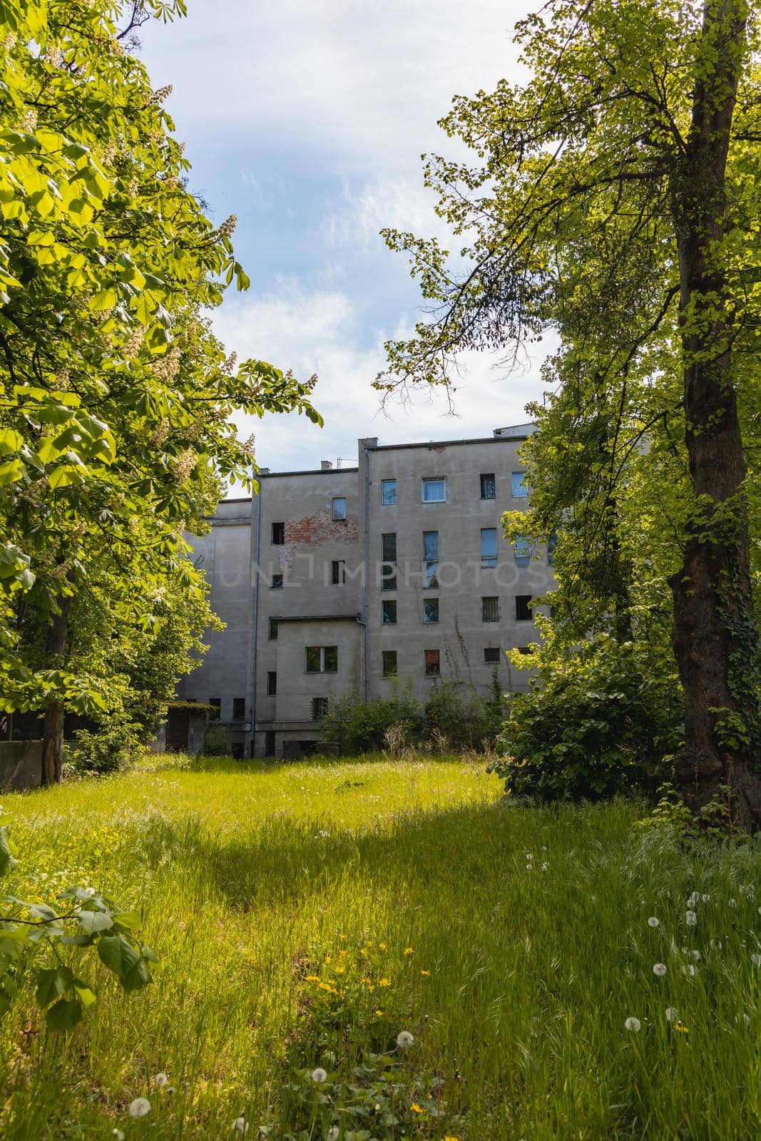 Ruins of old building with high grass and bushes around by Wierzchu