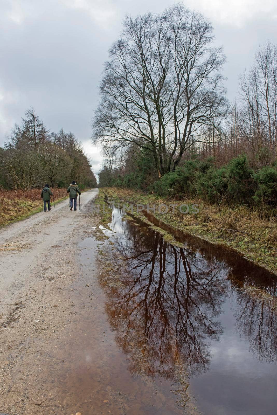 Elderly couple walking along footpath trail through a remote woodland forest in rural countryside landscape in winter with water puddle and tree reflection