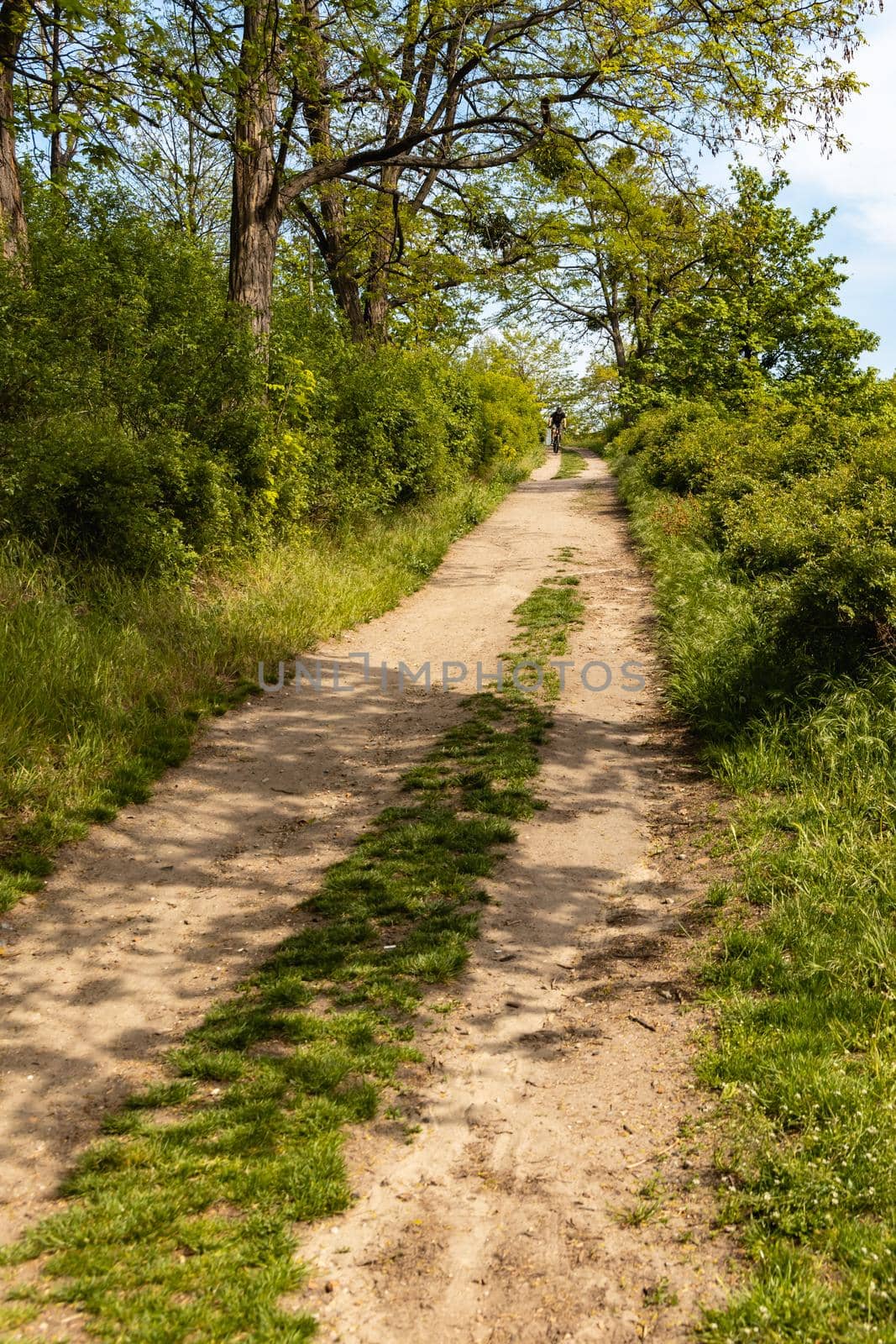 Long double path to top of small hill with bushes around by Wierzchu