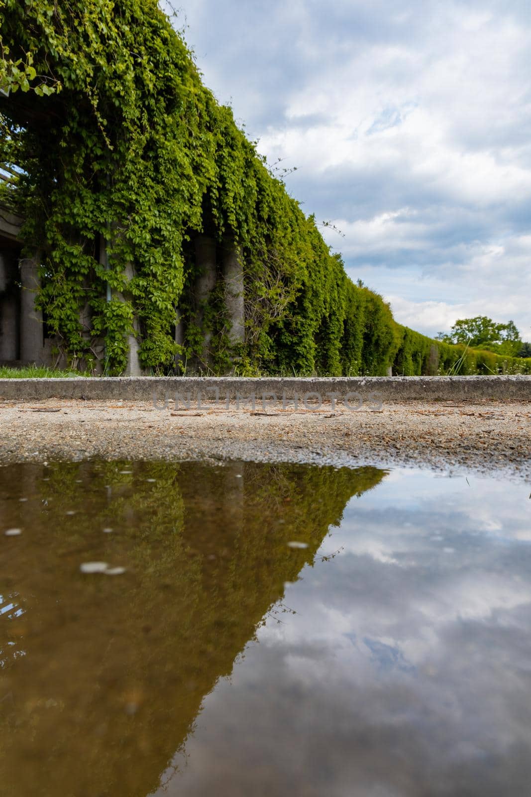 Long path with a lot of ivy on pillars on side reflected in small puddle at cloudy day by Wierzchu