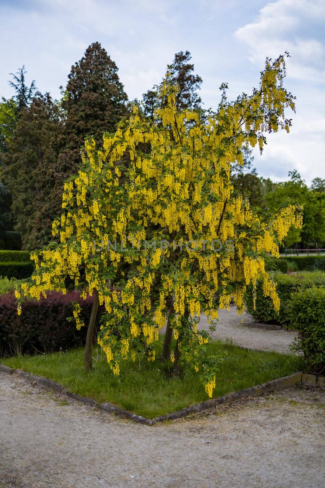 Small bush in park full of small yellow hanging flowers by Wierzchu