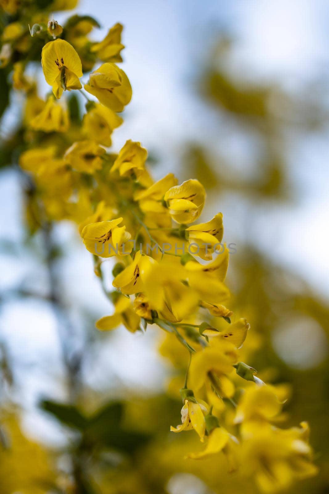 Small yellow flower on branch of small bush in park by Wierzchu