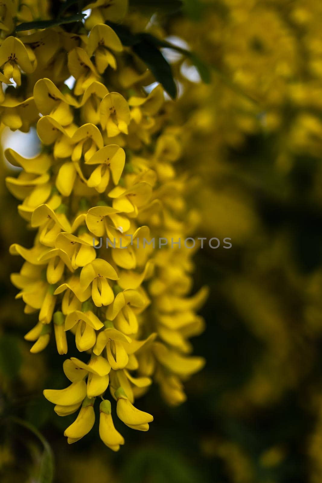 Small yellow flower on branch of small bush in park