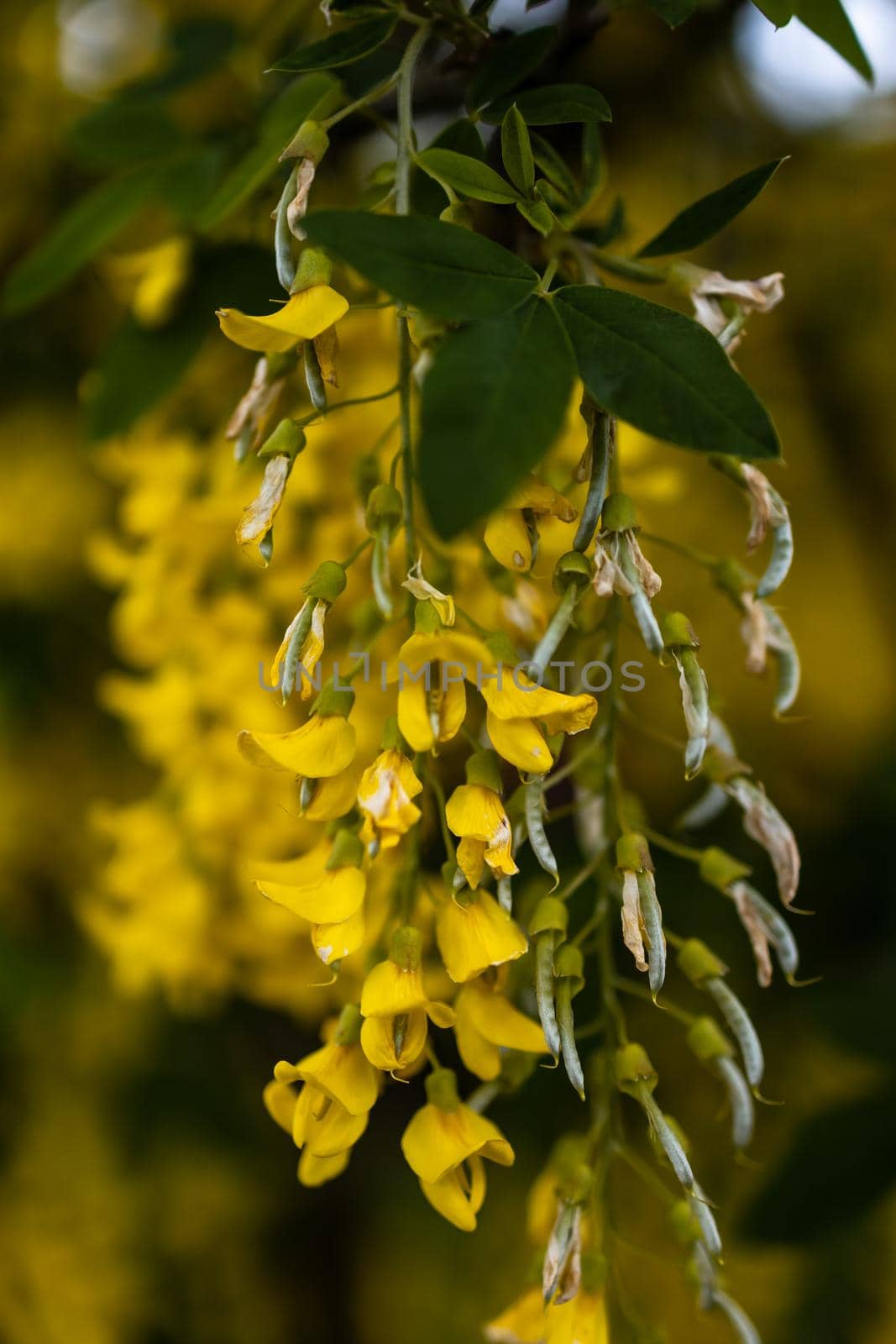 Small yellow flower on branch of small bush in park by Wierzchu