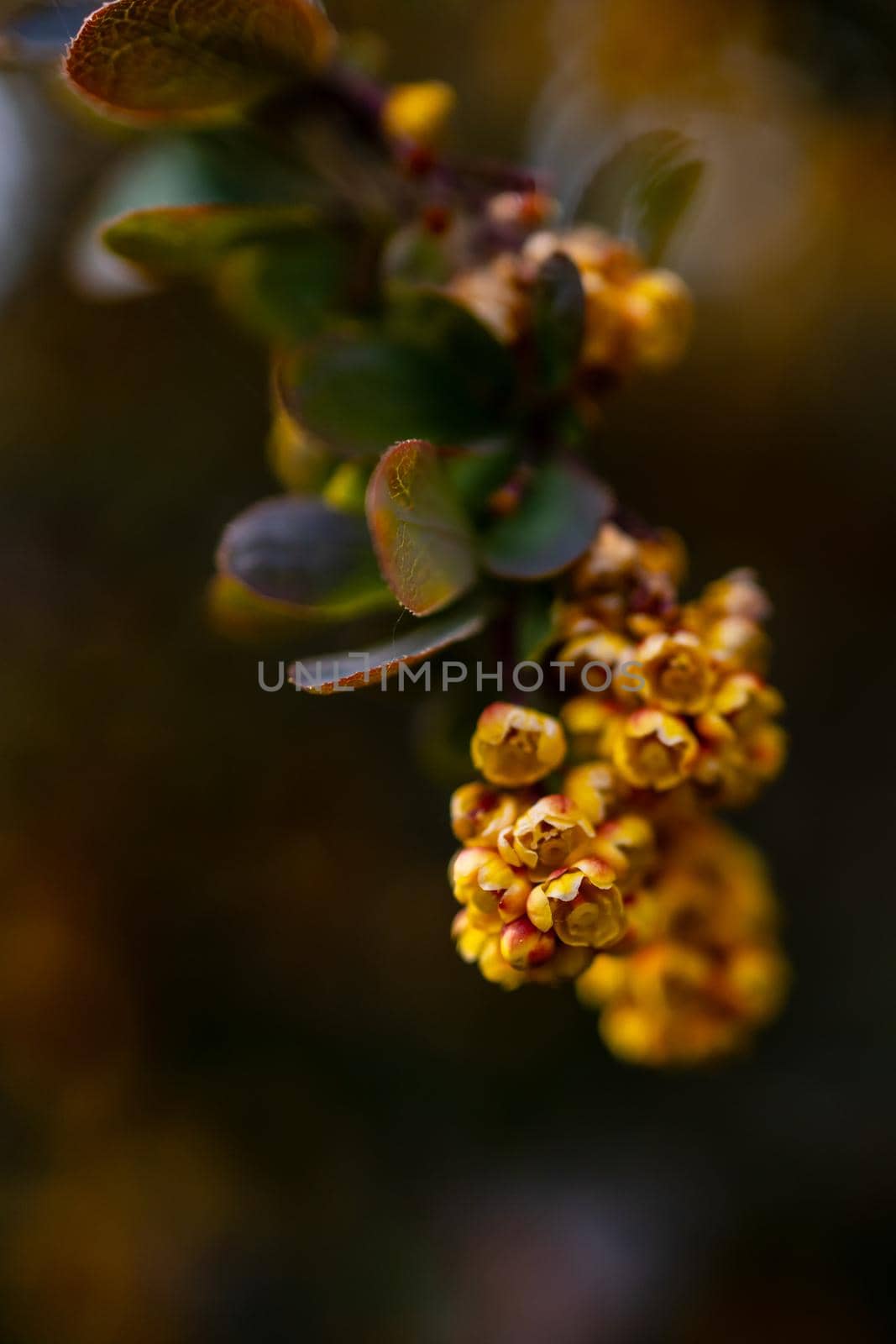 Small yellow flower on branch of small bush in park by Wierzchu