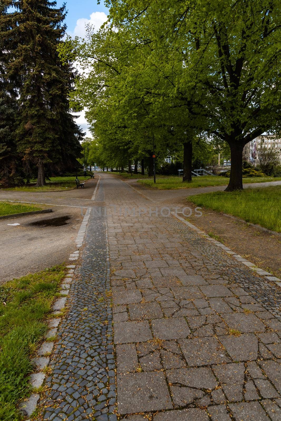 Long path in park between high old trees full of green leafs