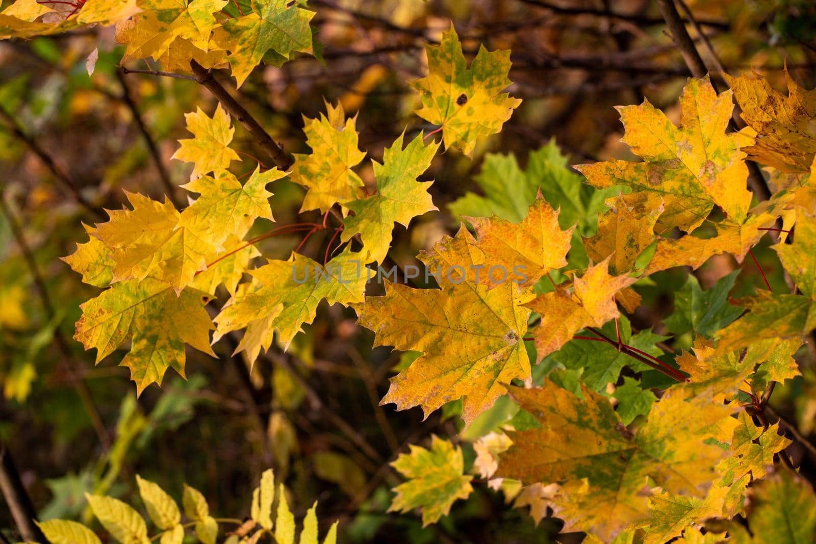 autumn maple leaves on tree - close-up with selective focus.