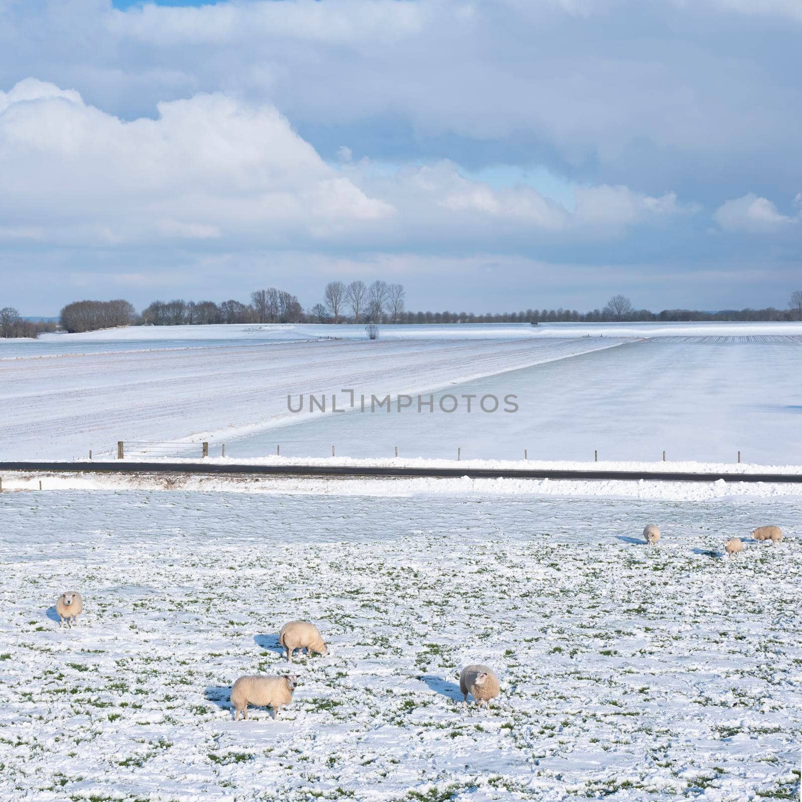 sheep in dutch meadow with snow and trees in the netherlands under cloudy sky