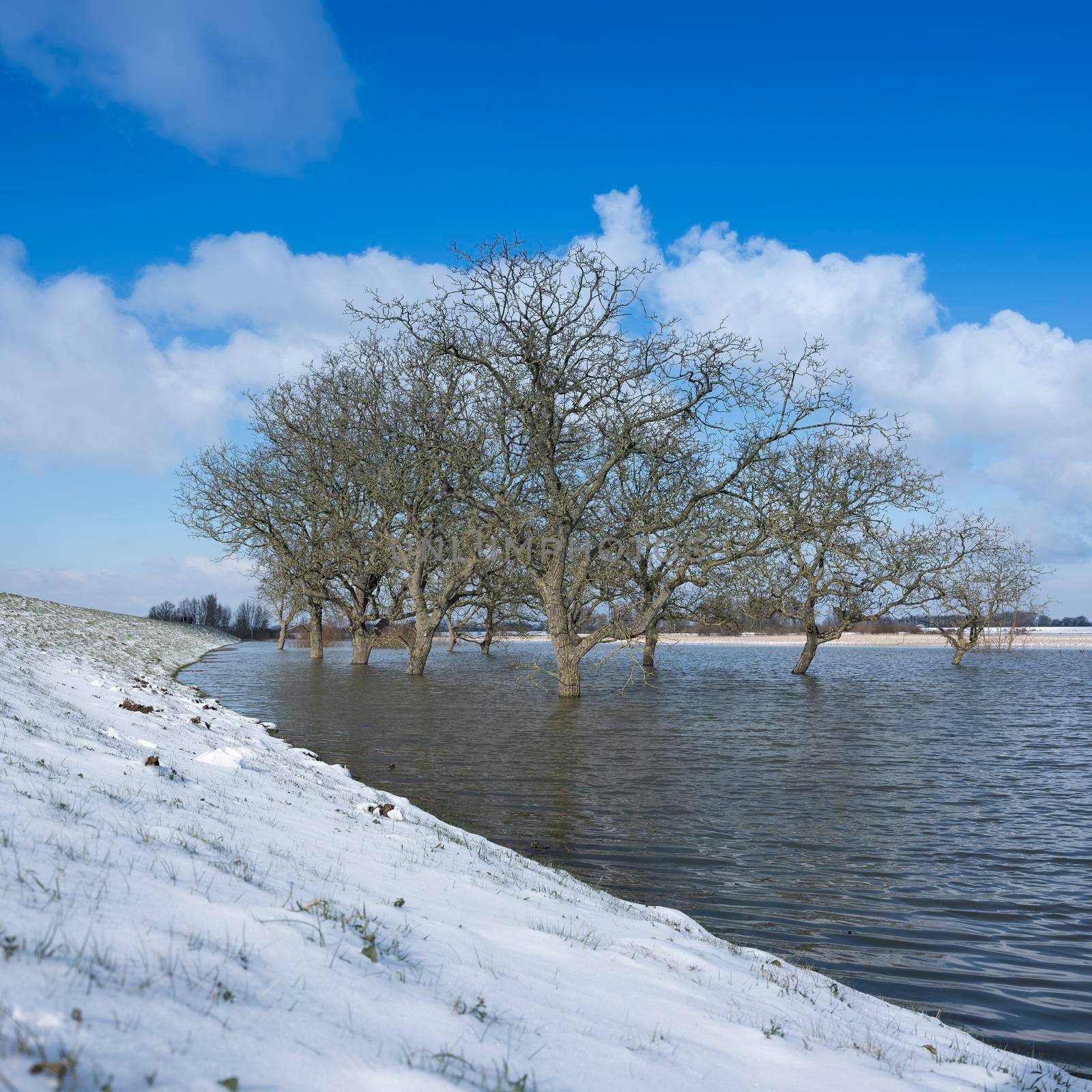 trees in water of floodplanes during flood of river rhine near culemborg in holland under blue sky next to snow covered dike