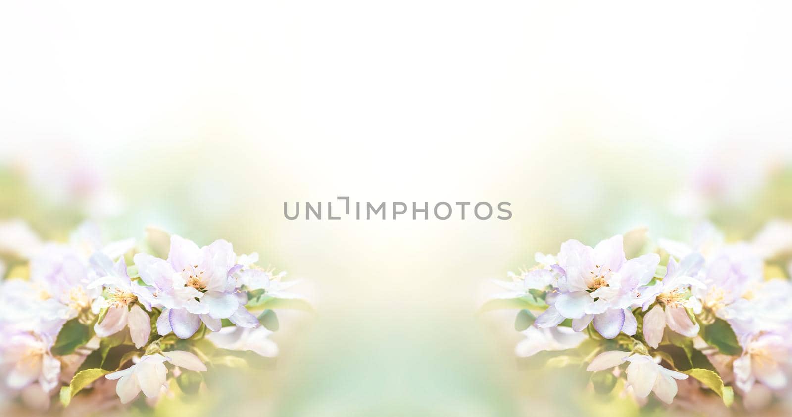 Spring Blossom border. Soft focus image with copy space