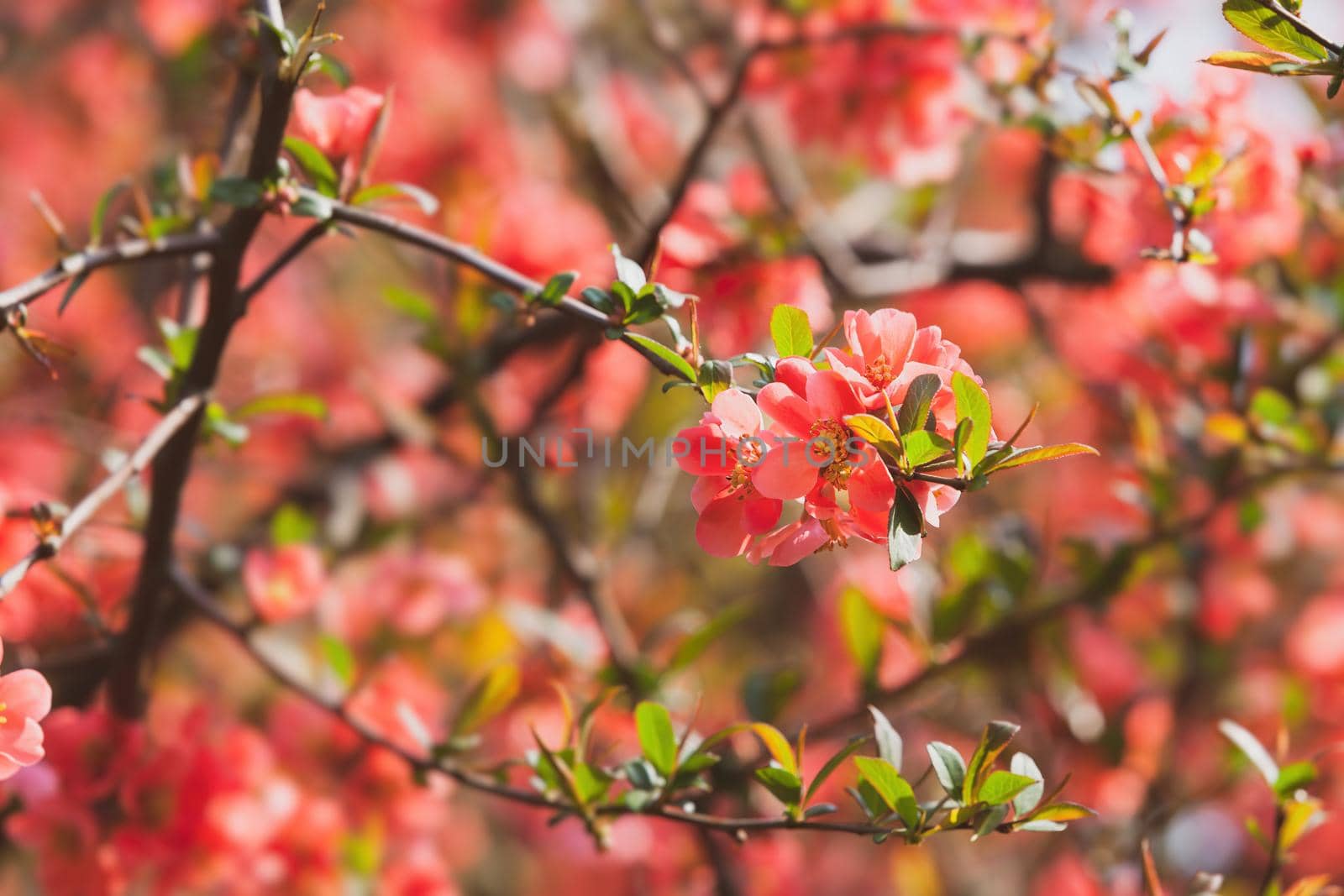Red spring flowers. Blossoming Chaenomeles (flowering quince, Japanese quince)
