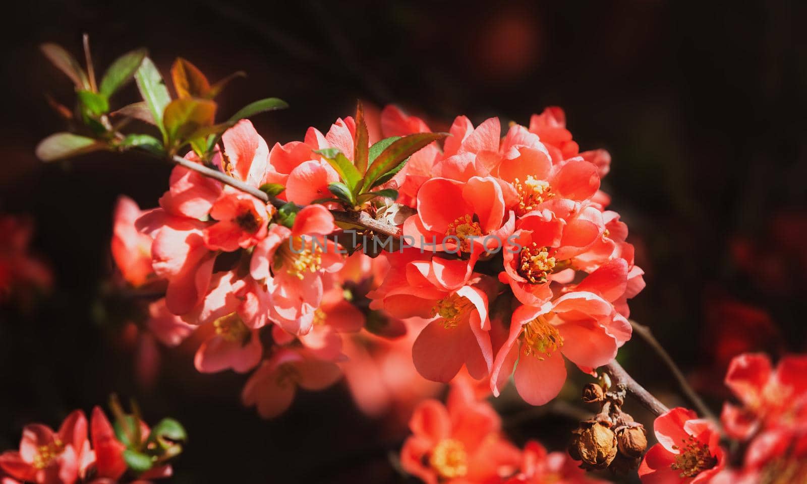 Red spring flowers. Blossoming Chaenomeles (flowering quince, Japanese quince)