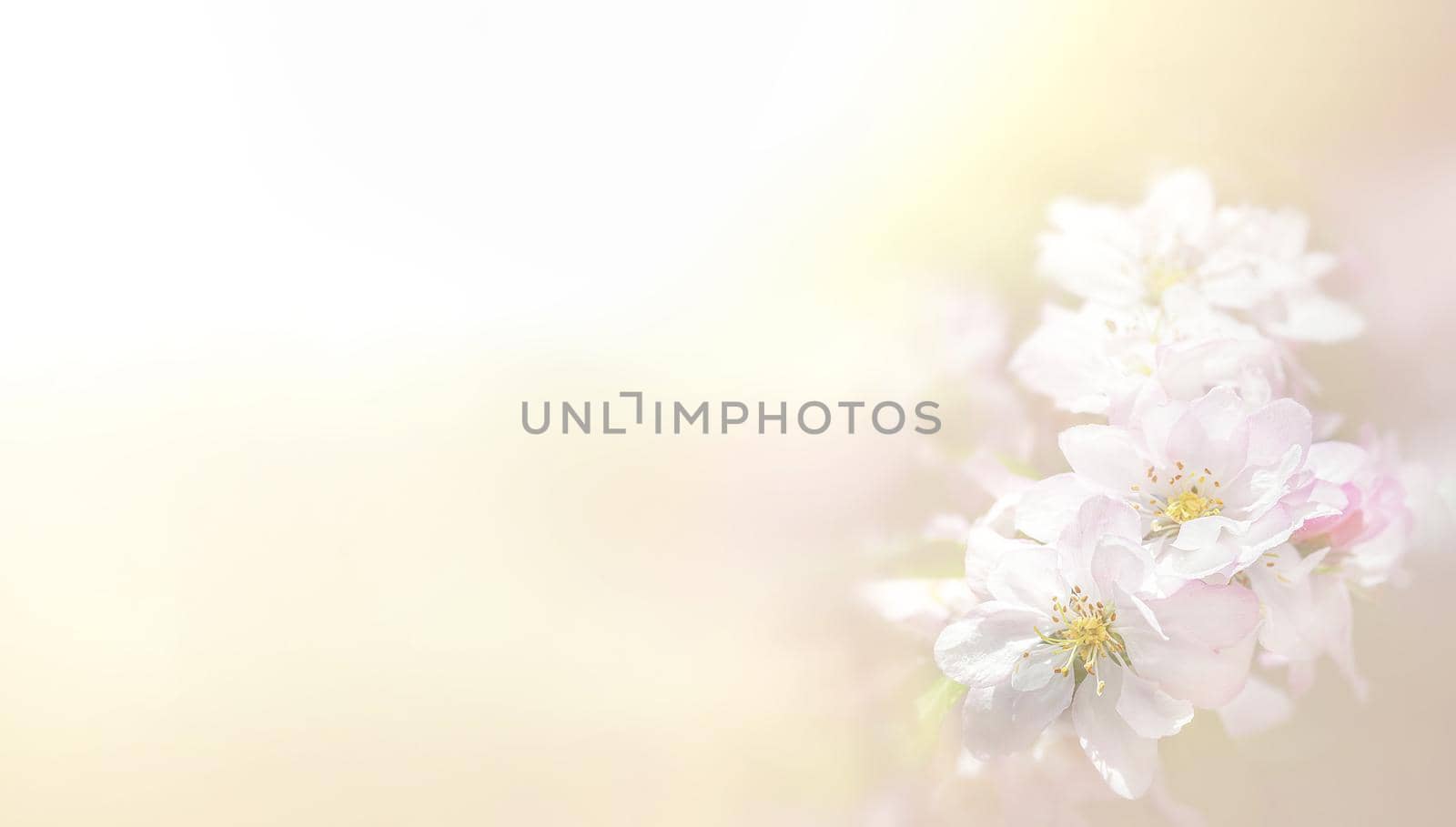 Spring Blossom border. Soft focus image with copy space