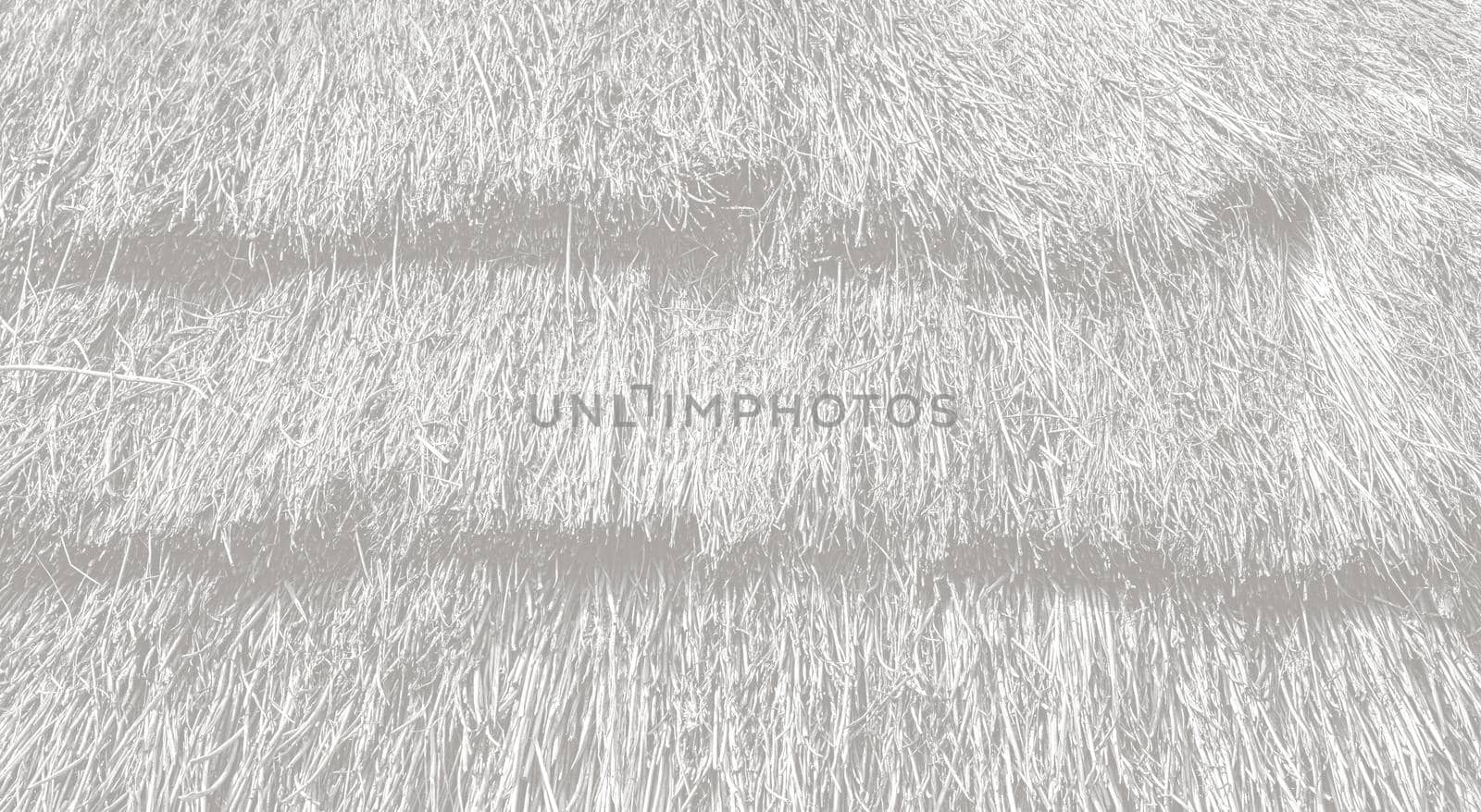 Straw Roof texture. Grasses thatch roof background texture. Roof covered with dried grass. Straw pattern. image in light gray tone