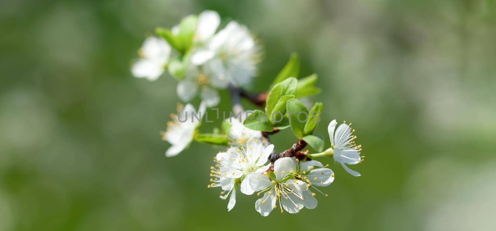 Brunch of blossoming spring tree. Soft image of blossoming tree brunch with white flowers