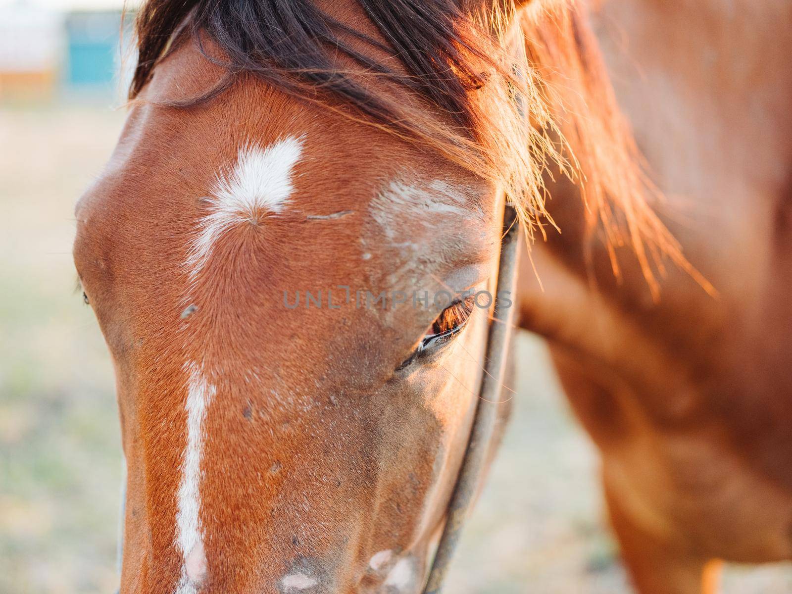 horse grazes on a meadow in a field close-up cropped view. High quality photo