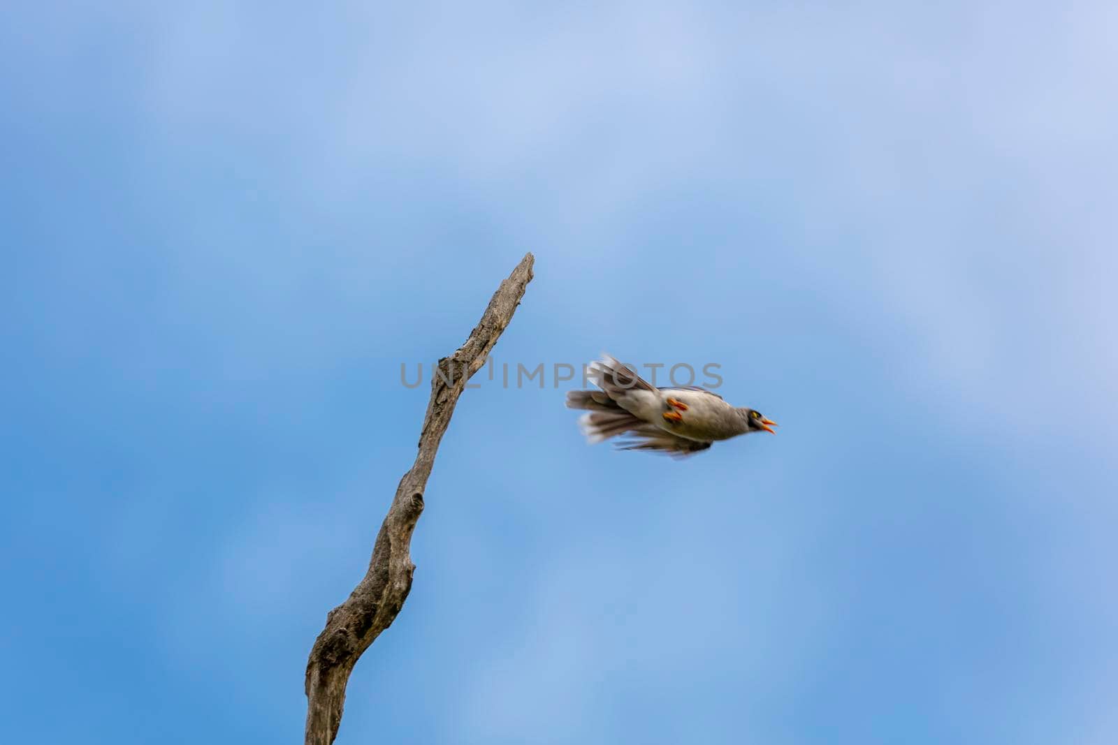 A wild bird flying from a dead tree branch in regional Australia by WittkePhotos