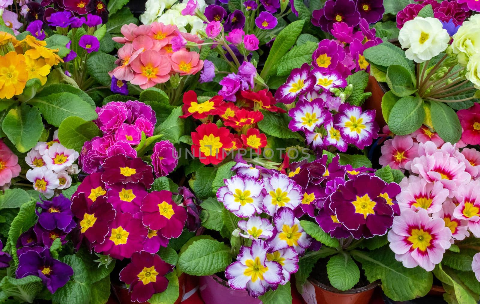 Primrose is multicolored in full bloom. Primula vulgaris blooms.