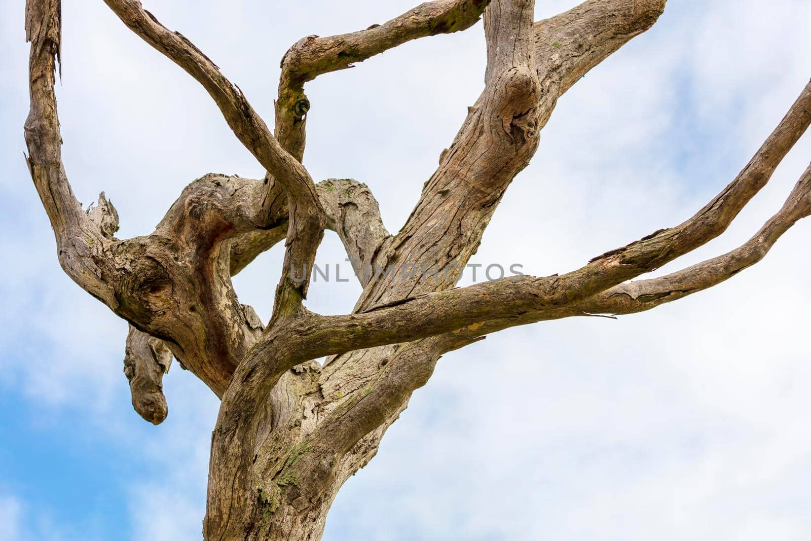 Dead and twisted branches on an old tree in front of a blue sky background