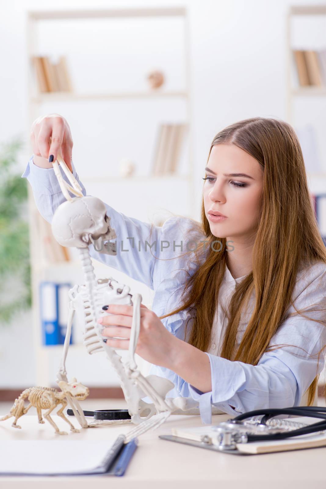 Student sitting in classroom and studying skeleton