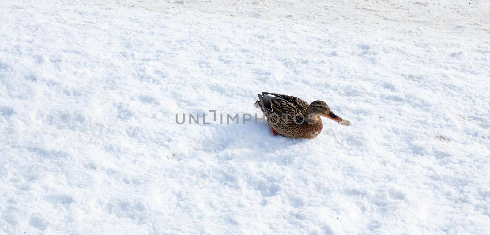 Mallard duck close-up sitting on frozen snow, in the bright sun on a sunny day by lapushka62