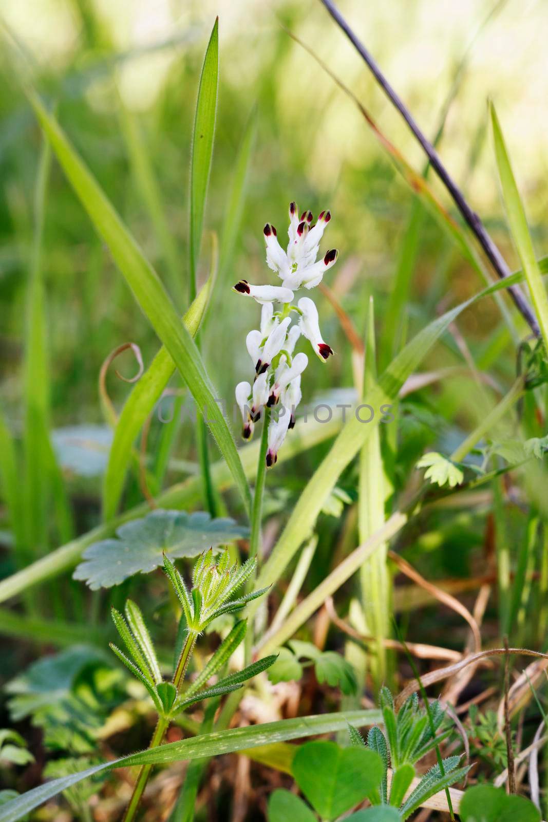 White fumitory flower -fumaria officinalis - by victimewalker