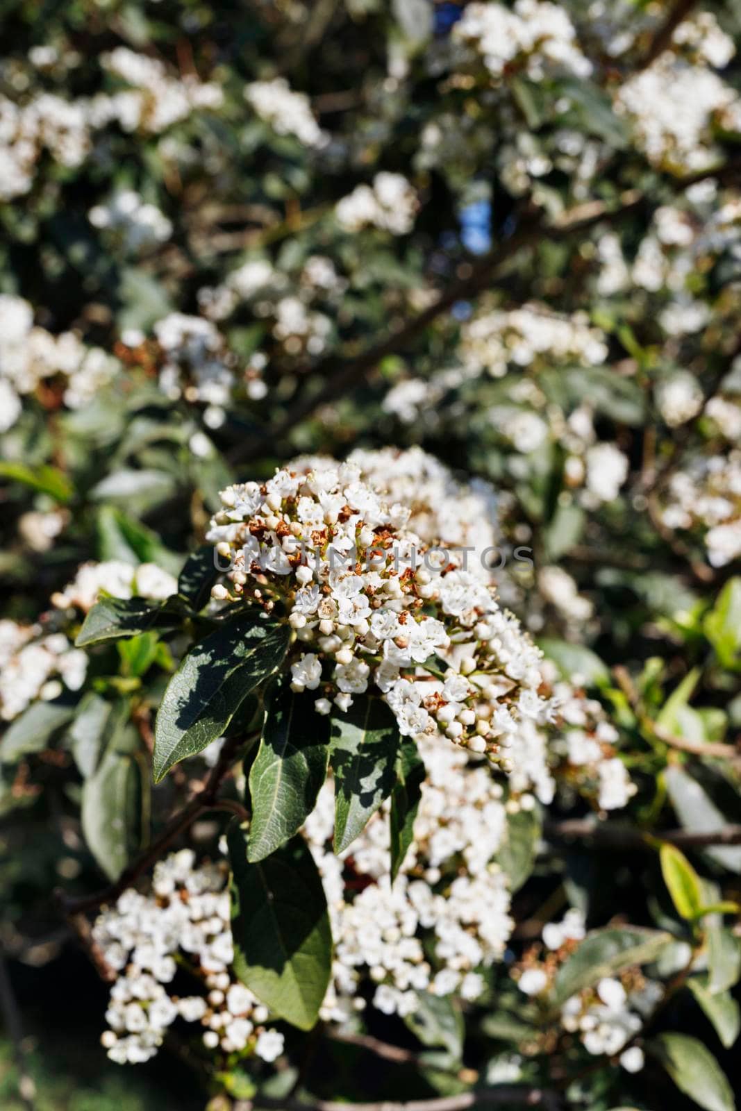 White flowers of viburnum plant by victimewalker