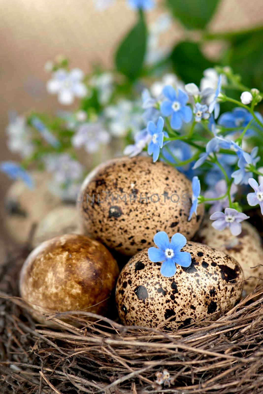 quail eggs in the nest and forget-me-not.